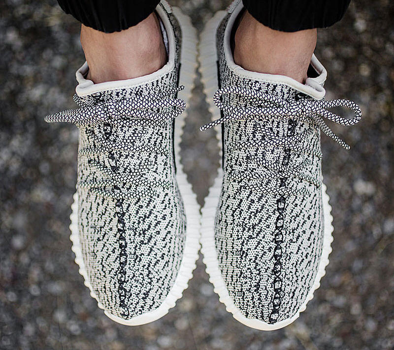 turtle-dove-350